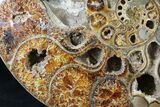 Rare Argonauticeras Ammonite (Pair) - Amber Colored Crystals #23356-4